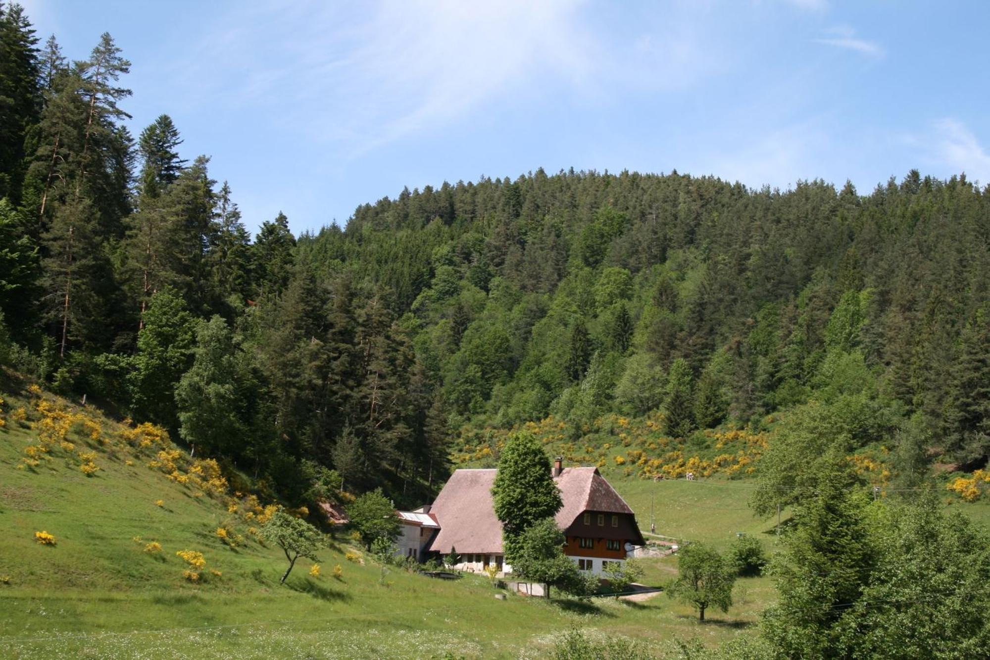 特里贝格Haus Am Waldrand别墅 外观 照片